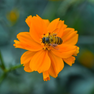 蜜蜂