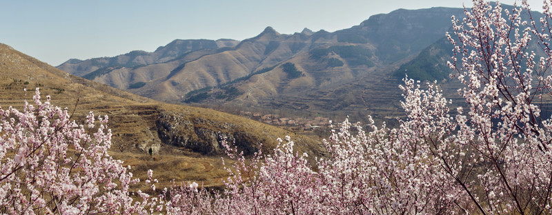 桃花映群山