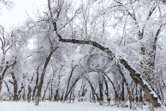 冬雪