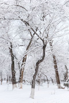 樹林