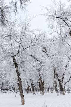 樹林