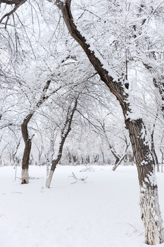 冬雪