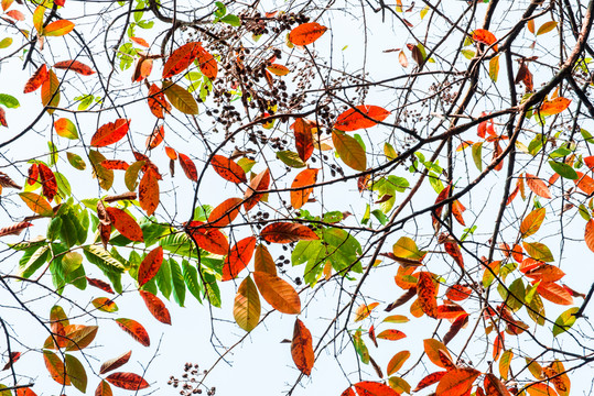 紅葉