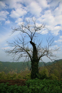 休寧 木梨拱 高山村 山花 村