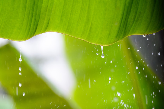 雨打芭蕉