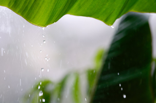 雨打芭蕉