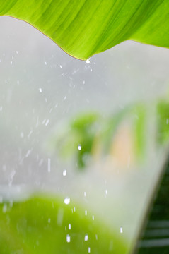 芭蕉