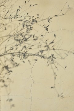 樹影