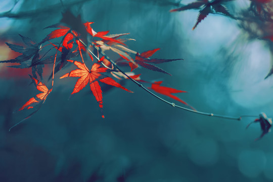 紅楓葉
