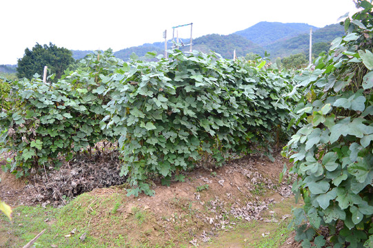 葛根種植地