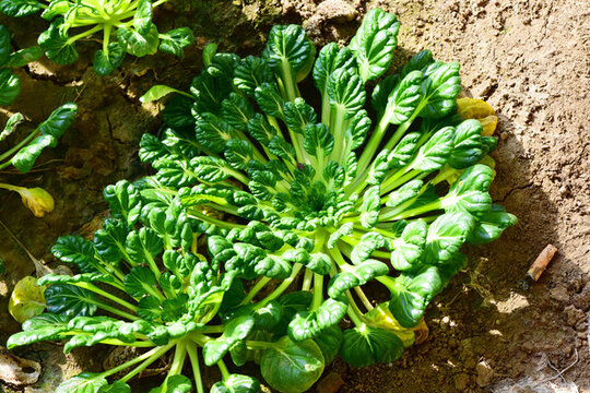 烏塌菜