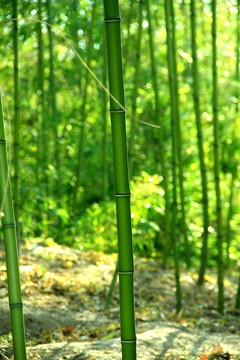 竹林