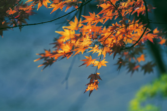 紅楓