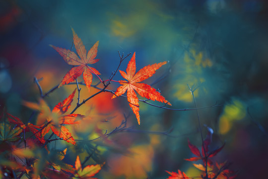 紅楓