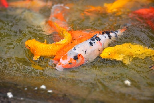錦鯉