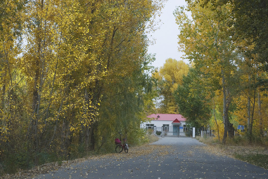 金秋樹林小道