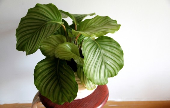 青蘋果竹芋