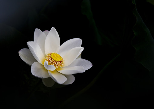 白荷花