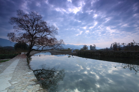 樹與河流