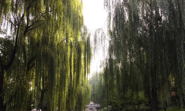 l柳樹成蔭