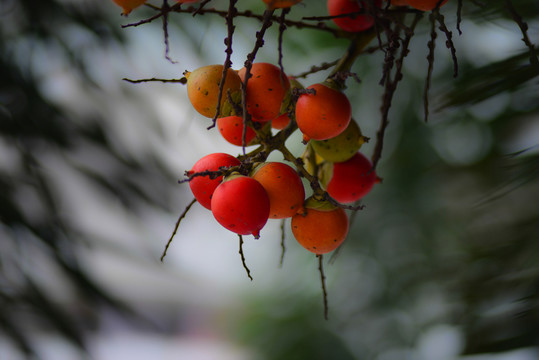 誘人紅果