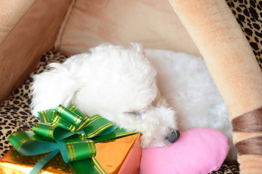 比熊犬 圣誕禮物 愛心