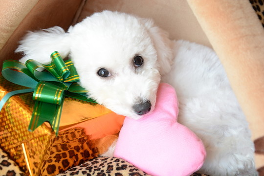 比熊犬 圣誕禮物 愛心