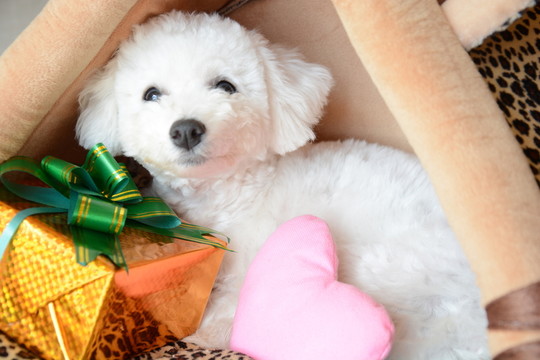 比熊犬 圣誕禮物 愛心
