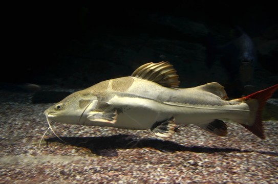 海洋魚(yú)類