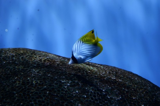 海洋魚類