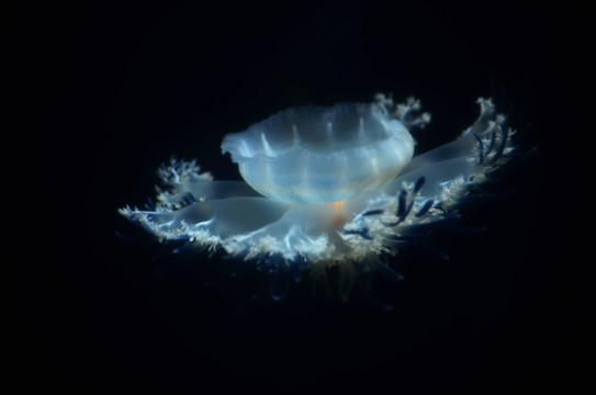 水母