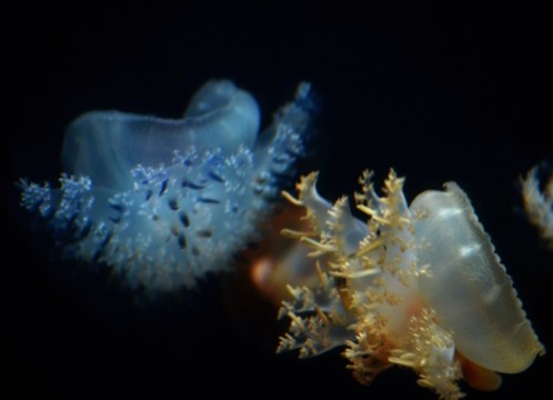 水母