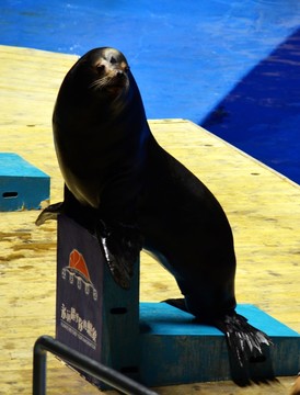 海獅