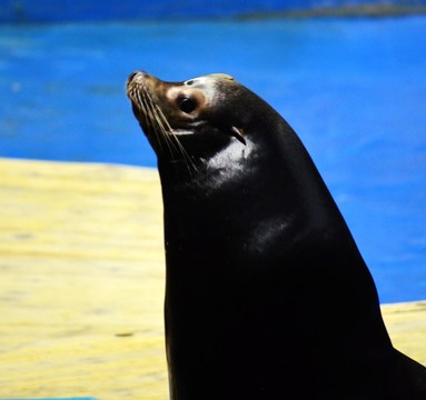 海獅