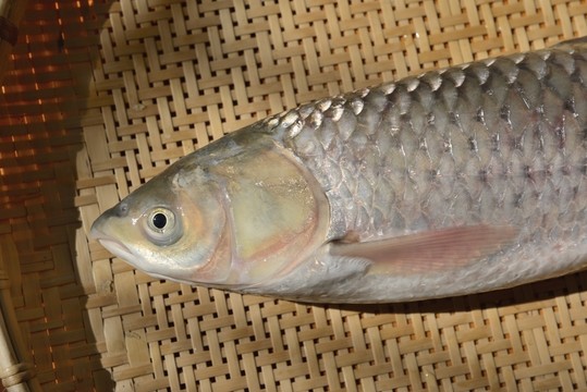 草魚 魚 魚鱗 鮮魚 魚類