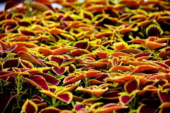 背景花卉