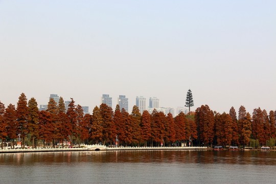 梨園秋色