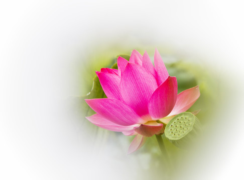 高調(diào)荷花