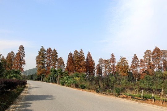 森林公園風(fēng)景
