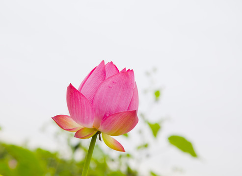 高調(diào)荷花