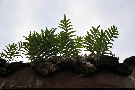 房檐上的蕨類植物
