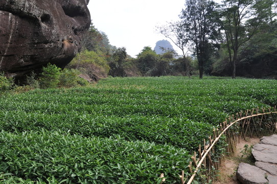 茶田