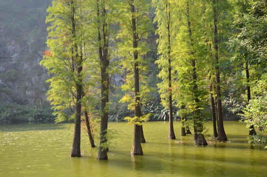 池杉