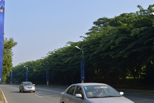 黃花梨綠化車道