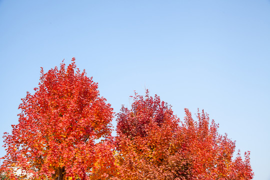 紅楓