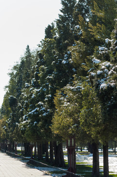 天壇松樹(shù)雪景