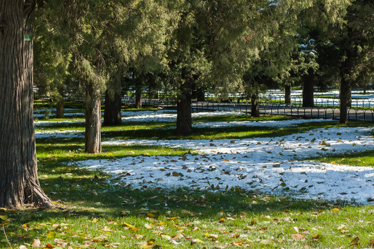 雪后的天壇公園