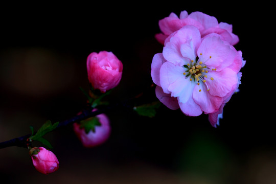 櫻花