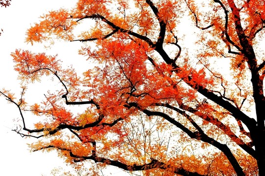 中山公園秋色