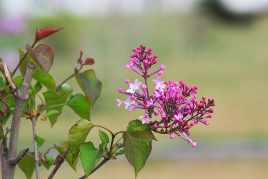 丁香花